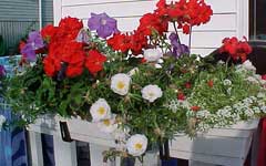 flower box on the railing